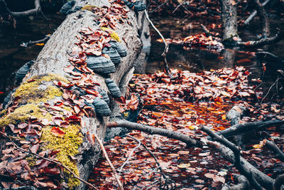 Autumn leaves on tree trunk in forest