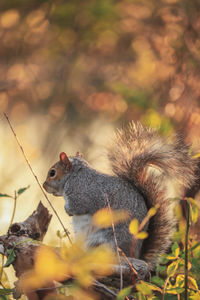 Close-up of a squirrel 