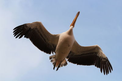Directly below shot of pelican flying against sky