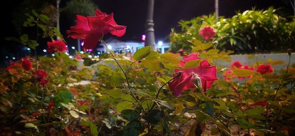 Close-up of pink flowering plants