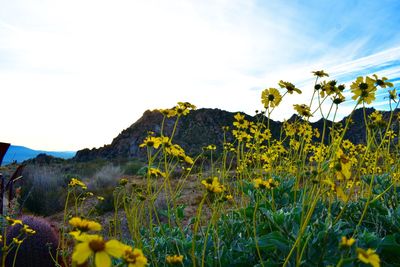 Yellow flowering plants on land against sky