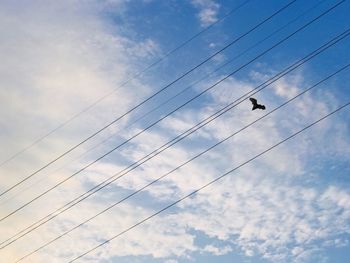 Low angle view of birds flying against sky