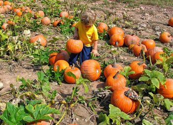 Boy holding pumpkin on field during autumn