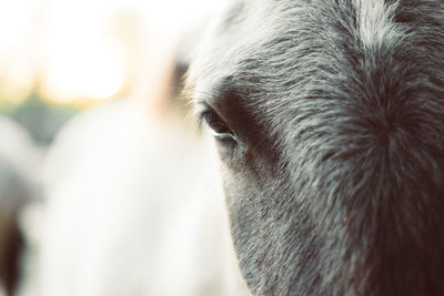 Close-up of a horse