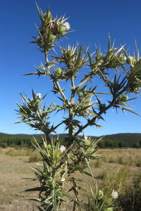 Plant on field against clear sky