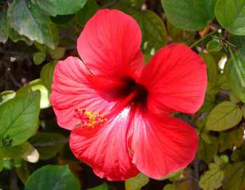 Close-up of red hibiscus flower