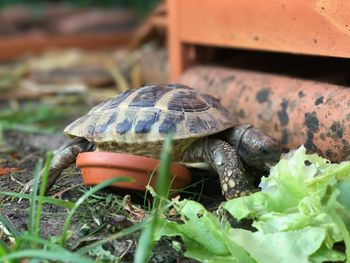 Close-up of turtle in grass