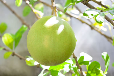 Close-up of fruit growing on tree