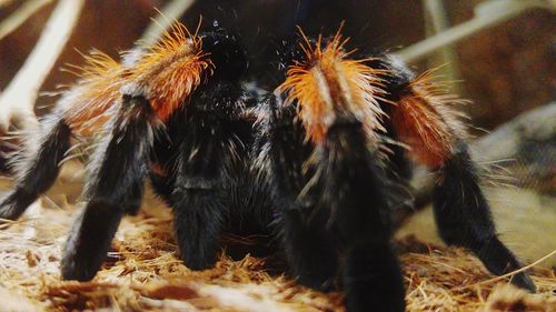 Close-up of spider