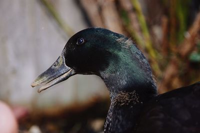 Close-up of a bird