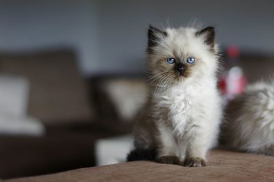 Portrait of kitten sitting on bed