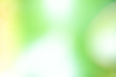 Defocused image of green leaf