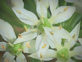 Full frame shot of succulent plant