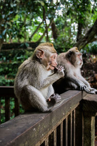 Baboons eating in a green and lush jungle in ubud, bali