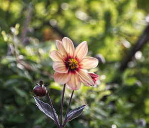 Close-up of flower