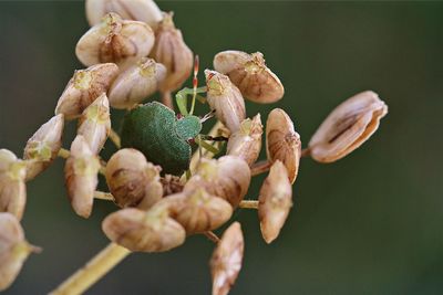 Close-up of flowers