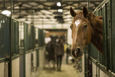 Horse in stall at stable