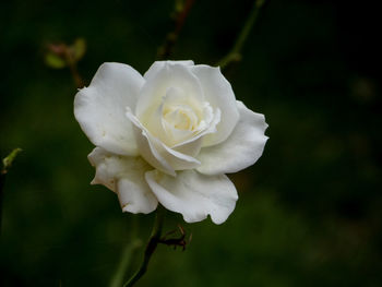 Close-up of white rose