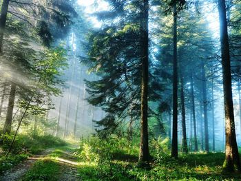 Trees in forest