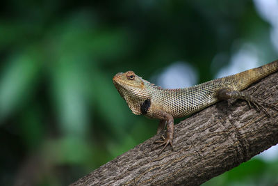 Close-up of lizard on tree