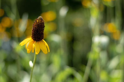 Close-up of yellow flowering plant