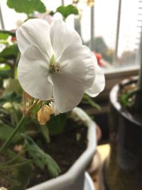 Close-up of flower blooming outdoors