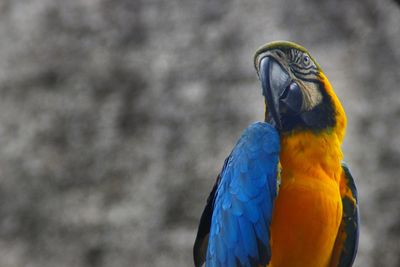 Close-up of a parrot