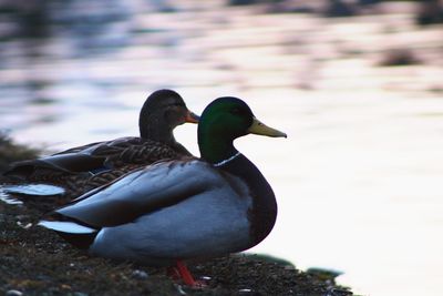 Duck on water