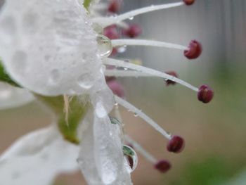 Close-up of water drops on plant during winter