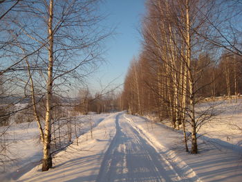 Snow covered bare trees against sky