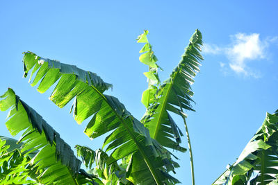 Low angle view of tree against sky