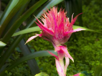 Close-up of pink flowers