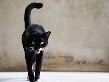 Portrait of black cat against wall