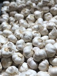 Selection of garlic heads