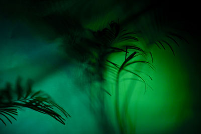 Close-up of green leaves at night