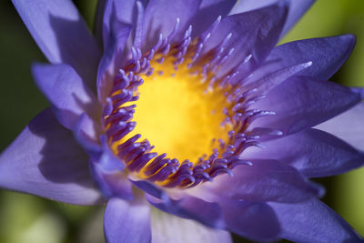 Close-up of purple iris flower