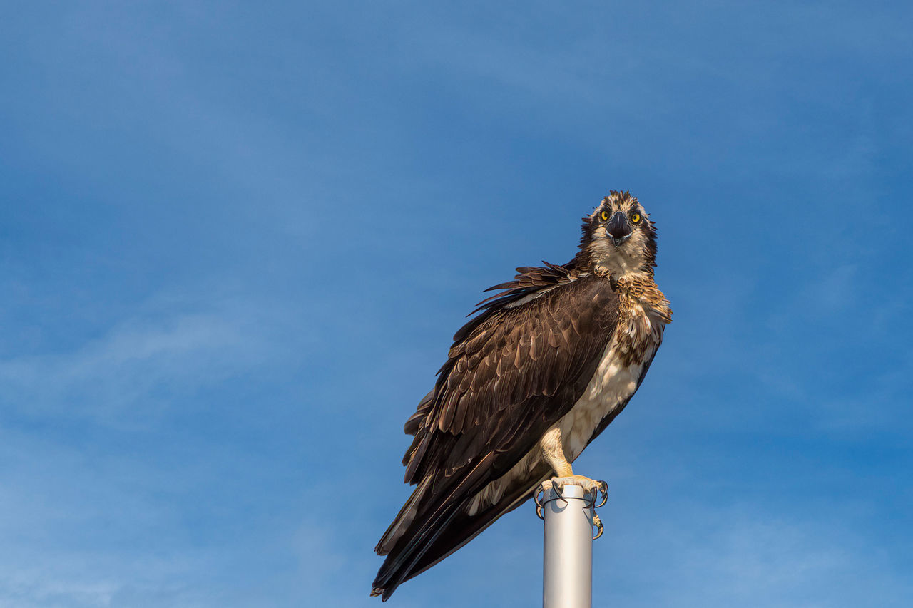 Balbuzard Bird Of Prey Bird Perching Blue Beak Full Length Sky Close-up Falcon - Bird Eagle - Bird Animal Wing