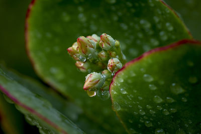 Close-up of wet plant leaves on rainy day