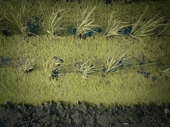 Close-up of wheat field