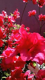 Close-up of pink flowers