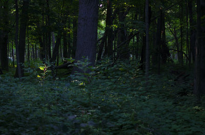 Trees in forest