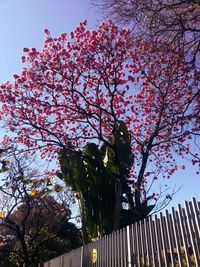 Low angle view of pink flowers