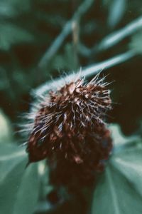 Close-up of dandelion on flower