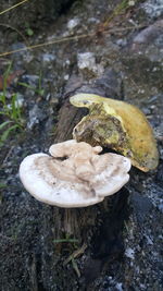 Close-up of mushrooms on field