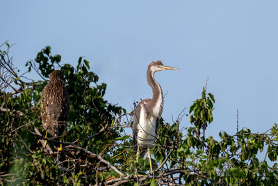 animal wildlife