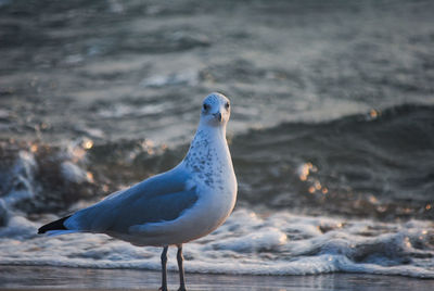 Close-up of seagull at beach