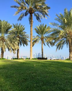 Trees on grassy lawn