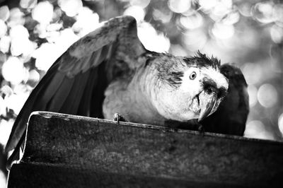 Low angle view of bird perching outdoors