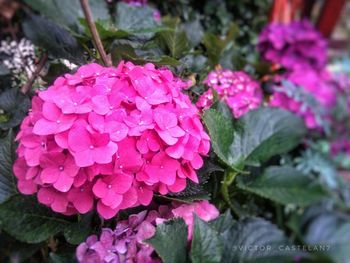 Close-up of pink rose flowers