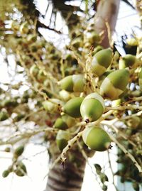 Low angle view of fruits growing on tree